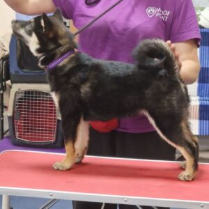 Bushido Shiba Inu