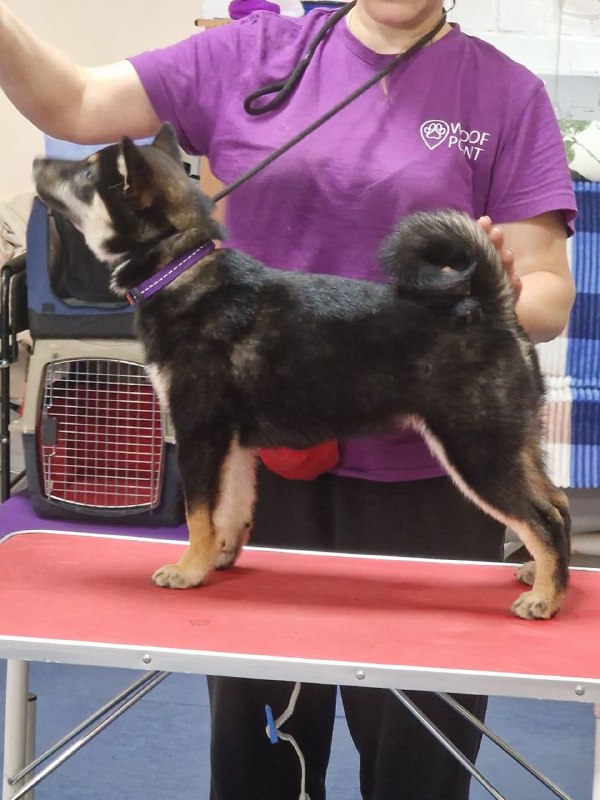 Bushido Shiba Inu