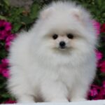 Bemy Pomeranian