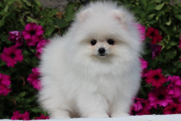 Butterfly Pomeranian