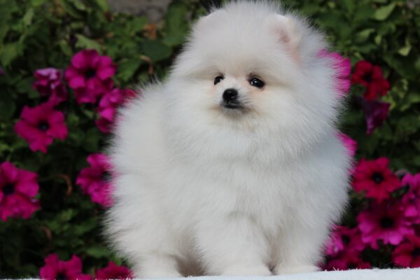 Butterfly Pomeranian