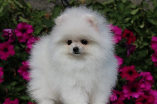 Butterfly Pomeranian