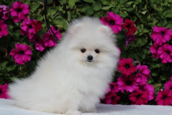 Butterfly Pomeranian