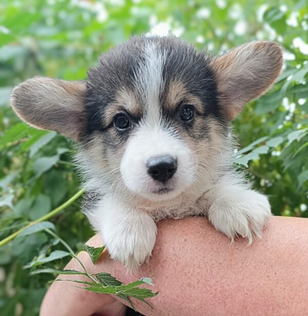 Caps Welsh Corgi