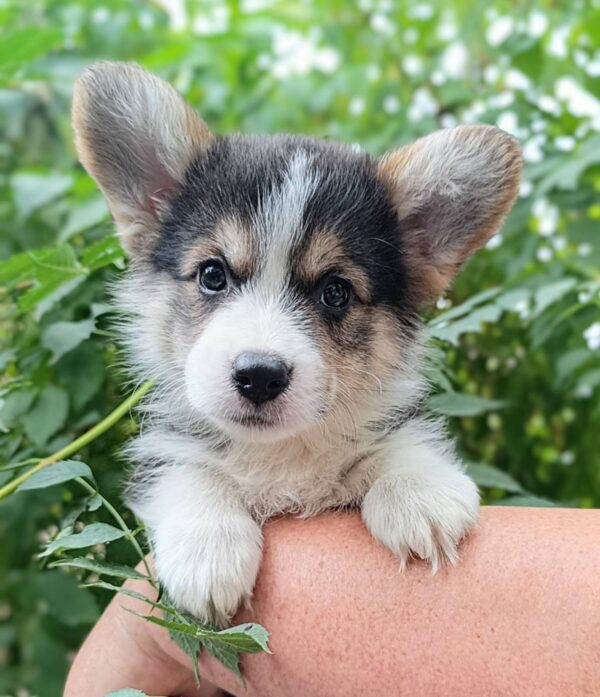 Caps Welsh Corgi