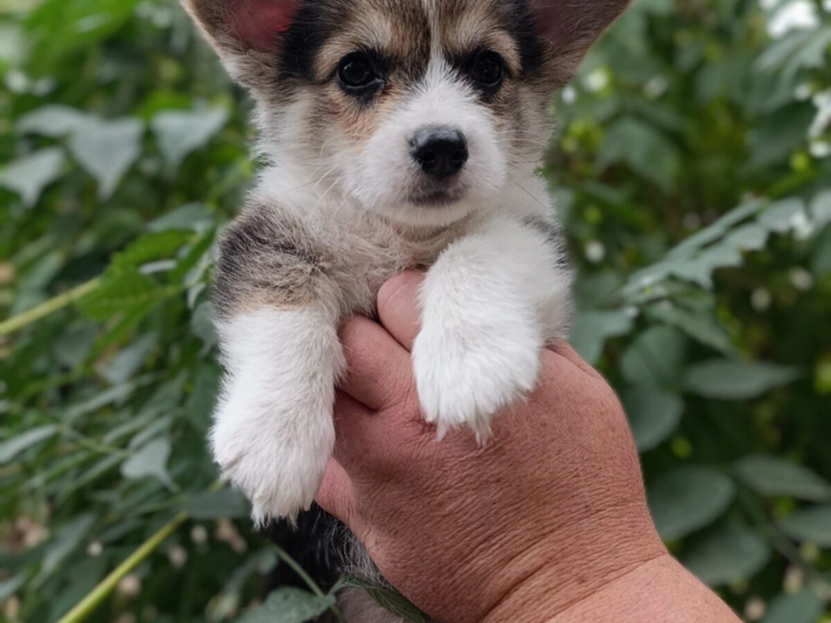 Dogs Small Corgis For Sale Welsh Pembroke Corgi Corgi Dog Breeders