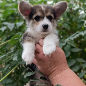 Capsie Welsh Corgi