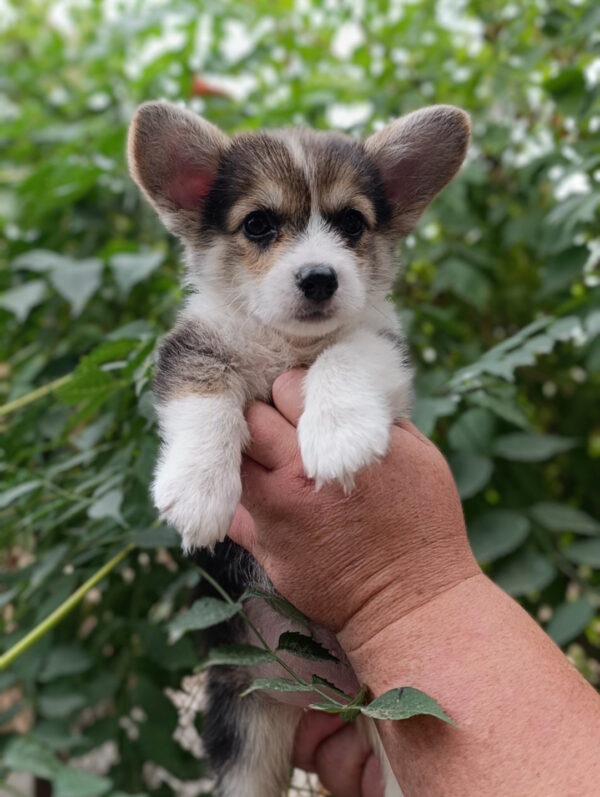 Capsie Welsh Corgi
