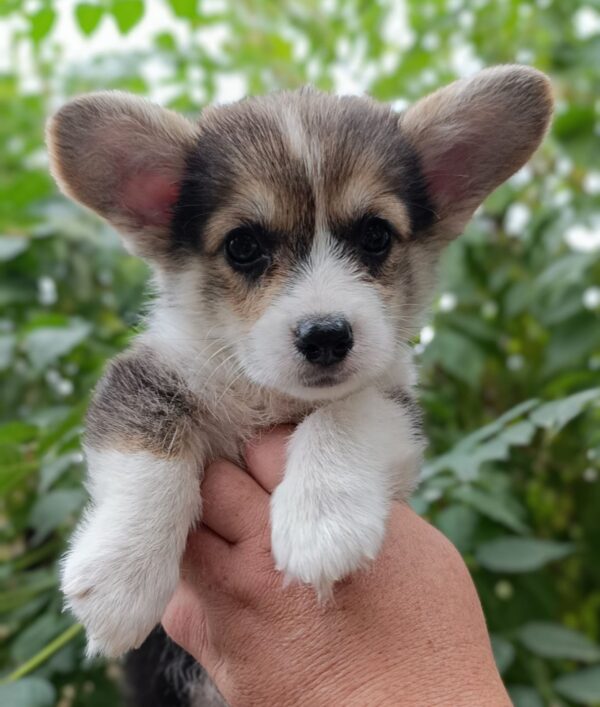 Capsie Welsh Corgi