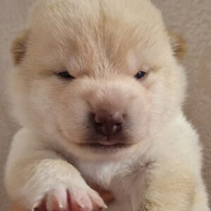 Centurion Shiba Inu