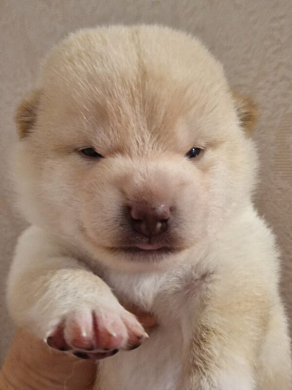 Centurion Shiba Inu