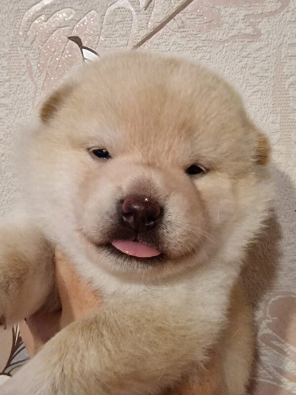 Centurion Shiba Inu