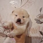 Onika Shiba Inu