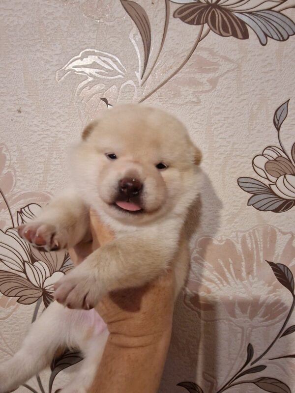 Centurion Shiba Inu