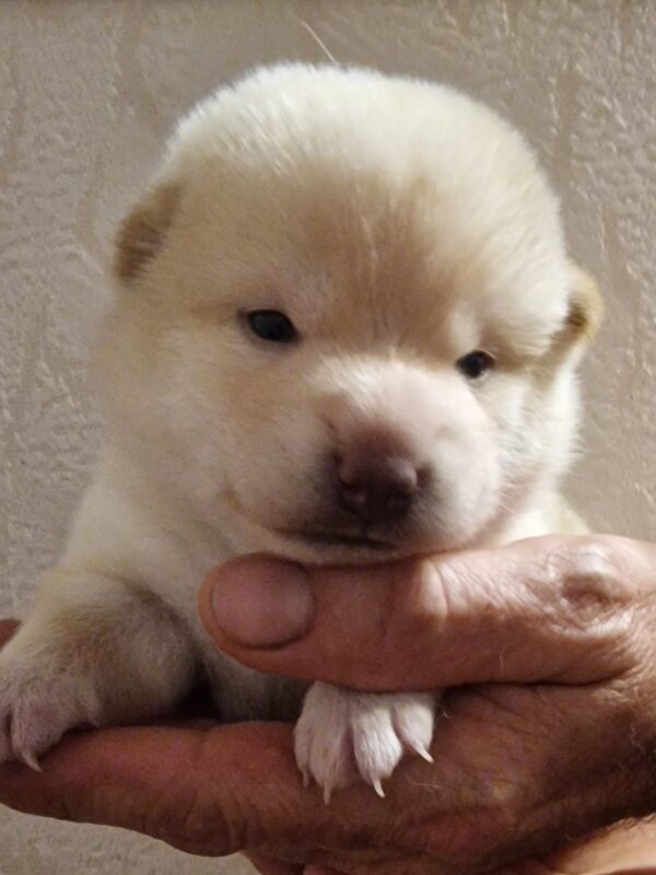 Centurion Shiba Inu