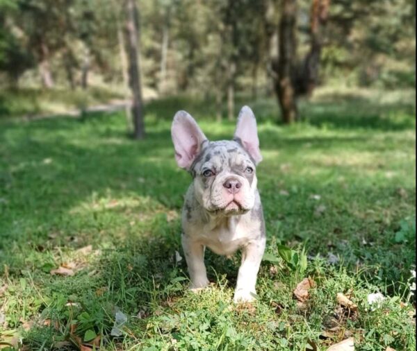 Chantelle French Bulldog