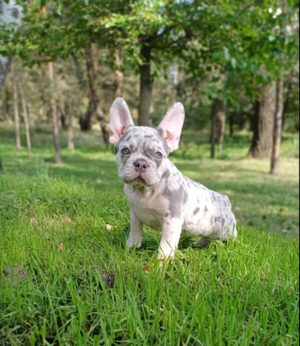 Chantelle French Bulldog