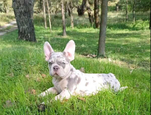 Chantelle French Bulldog