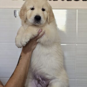 Charon Golden Retriever