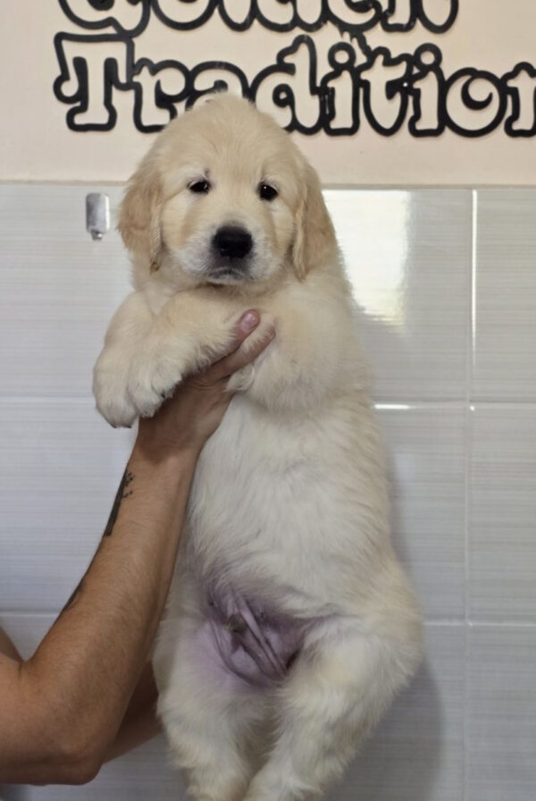 Charon Golden Retriever
