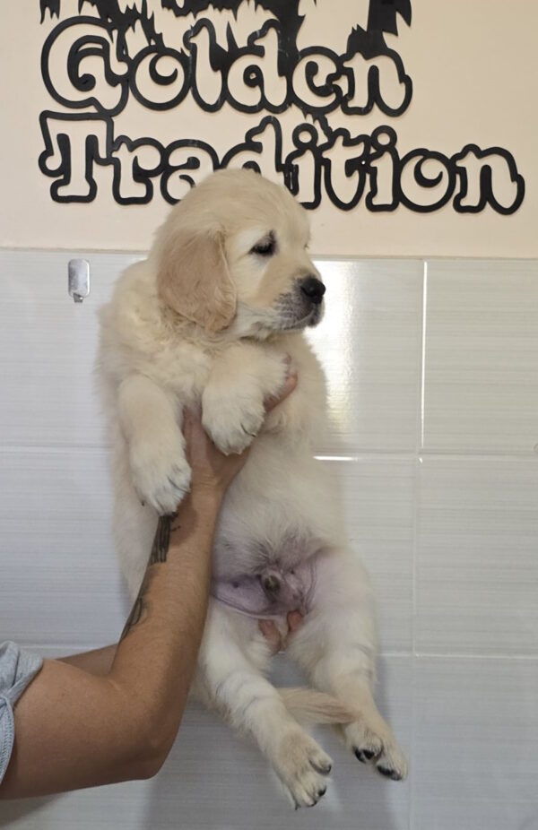 Charon Golden Retriever