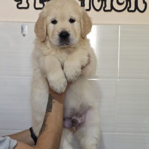 Charon Golden Retriever