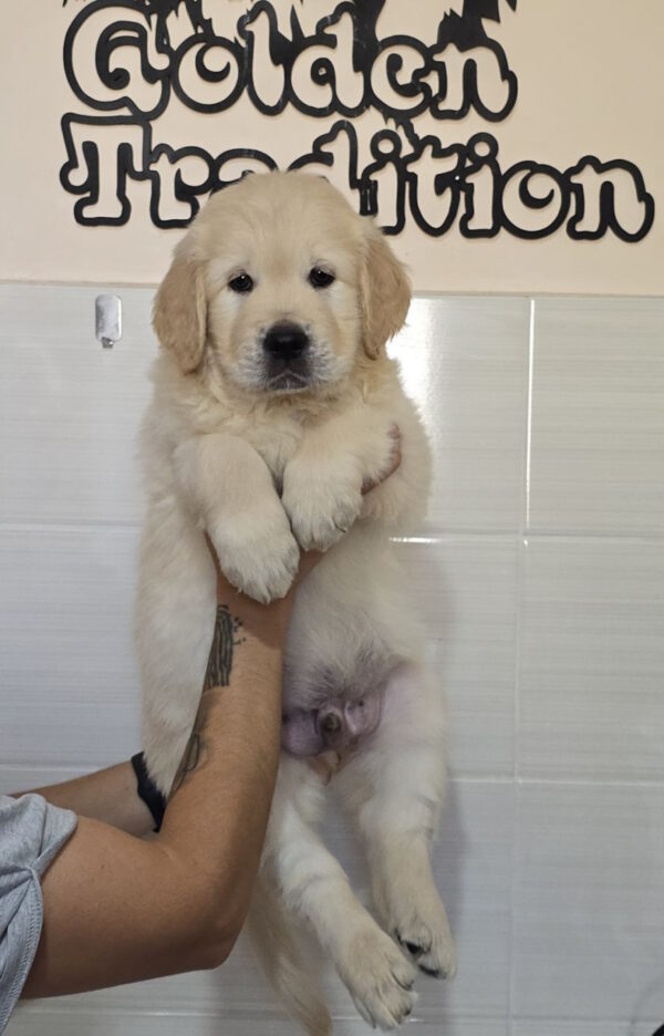 Charon Golden Retriever