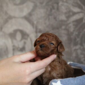 Chelsea Miniature Poodle