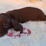 Chloe-female-miniature-dachshund-puppy-for-sale- (1)
