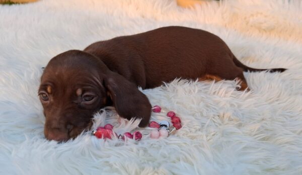 Chloe Miniature Dachshund