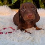 Chloe-female-miniature-dachshund-puppy-for-sale- (2)