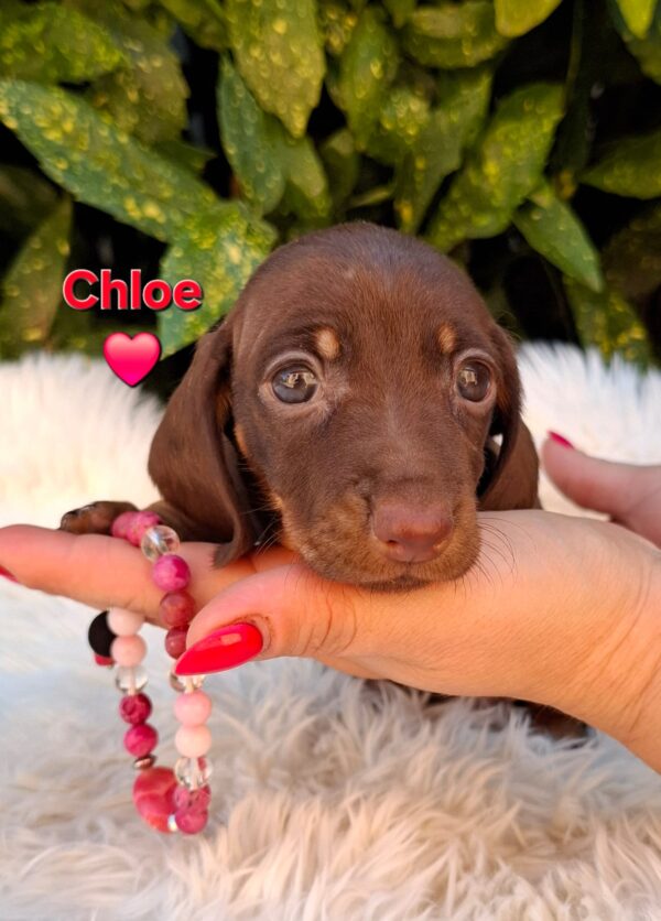 Chloe Miniature Dachshund