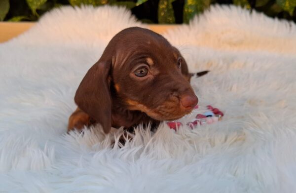 Chloe Miniature Dachshund