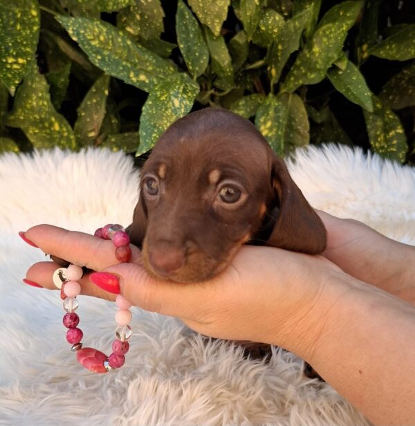 Chloe Miniature Dachshund