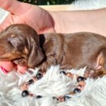 Chloe-female-miniature-dachsund-puppy-for-sale-1 (1)
