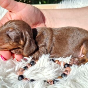 Chloe Miniature Dachshund