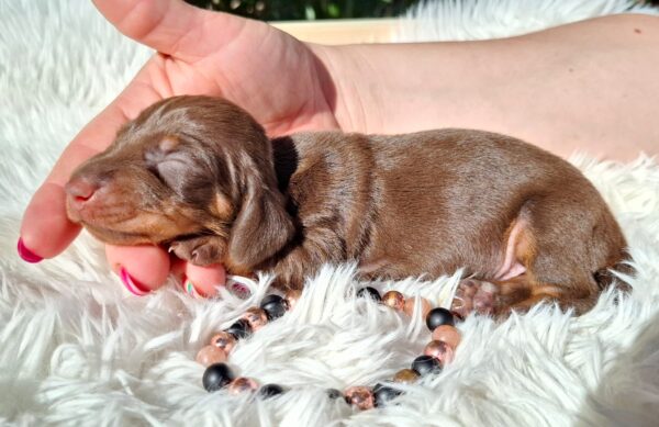 Chloe Miniature Dachshund