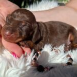 Chloe-female-miniature-dachsund-puppy-for-sale-1 (2)