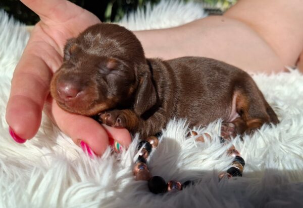 Chloe Miniature Dachshund
