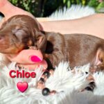 Teo Miniature Dachshund
