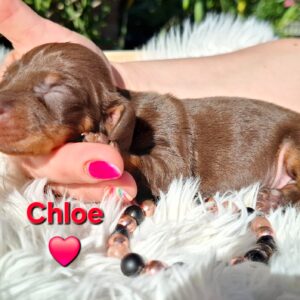 Chloe Miniature Dachshund