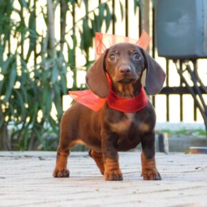 Chloe Miniature Dachshund