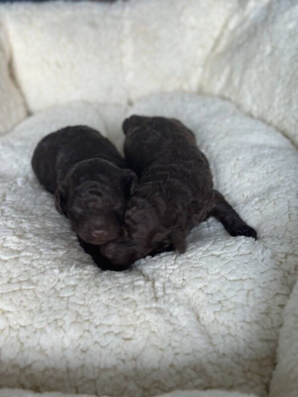 Choco puppies Toy Poodle