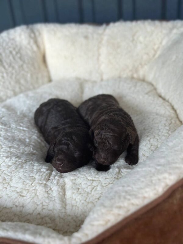 Choco puppies Toy Poodle