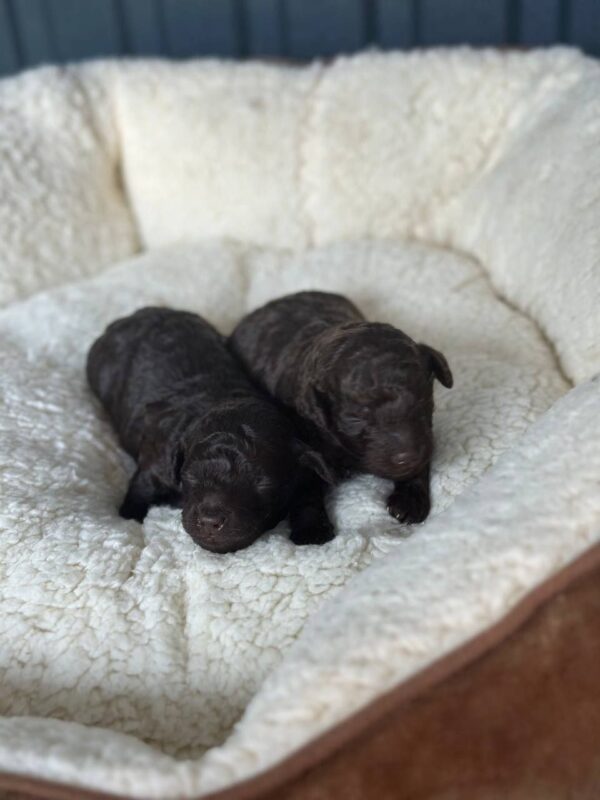 Choco puppies Toy Poodle