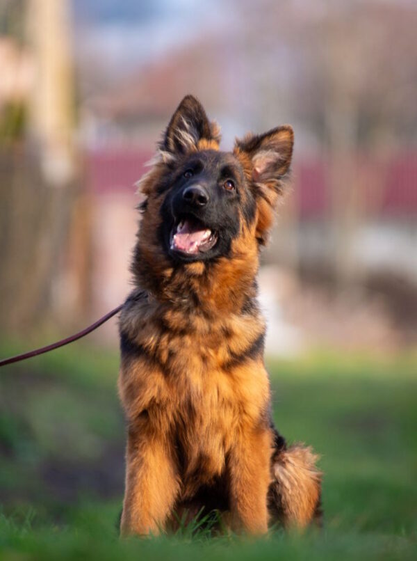 Christopher German Shepherd Christopher German Shepherd