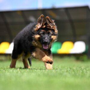 Christopher German Shepherd
