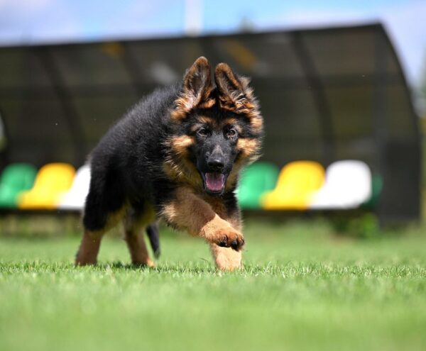 Christopher German Shepherd