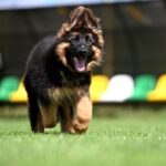 Kalma German Shepherd