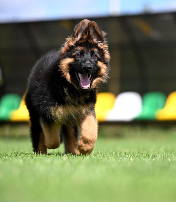 Christopher German Shepherd